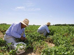 Canada's largest food processing workers union is calling for sweeping changes to the Temporary Foreign Worker program in the fallout of COVID-19 flare-ups that have seen more than 1,300 migrant workers in Ontario test positive and three die. (File photo/Postmedia Network)