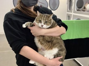 Emily, one of the Stratford-Perth Humane Society's animal care staff, holds Anna, an adult cat needing a foster home. Submitted photo