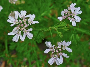 Coriander/cilantro flowers (Creative Commons)