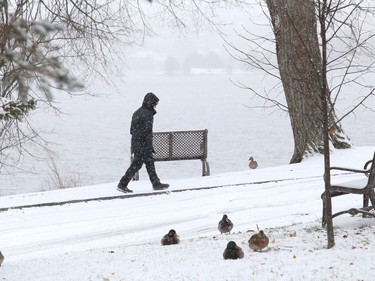 A person walks by ducks during a snowfall at Bell Park in Sudbury, Ont. on Monday November 2, 2020.