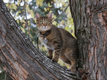 Manos the cat surveys his surroundings while on a tree as his human, Wil Rennehan, keeps an eye on the feline in Sudbury, Ont. on Tuesday November 3, 2020. John Lappa/Sudbury Star/Postmedia Network