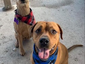 Cora, left, and Toby are proud of their ability, respectively, to snatch treats and nap.