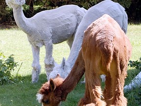 A pair of freshly sheared alpacas graze at Dream Acres farm near Timmins in this Daily Press file photo. Dream Acres is one of 30 agricultural operations from Northern Ontario being showcased in the 2020 Royal Agricultural Virtual Event which runs Nov. 10 to 14.

The Daily Press file photo