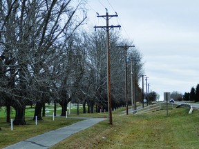 The Vulcan Golf and Country Club wants Fortis remove poplar trees along Elizabeth Street, adjacent to the sixth and seventh holes. On behalf of the club, Town council recently agreed to ask Fortis to remove the trees.