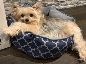 A Woodstock woman was granted limited permission to place trail cameras on city-owned property this week in a bid to find the family's 11-year-old Yorkie, Maggie. Known for her distinctive tongue-out look (Maggie has no teeth), she has been spotted as recently as Oct. 17. Posters are located around Woodstock, but the family has also started a Facebook page, Find Maggie May, where people can find more information. (Find Maggie May/Facebook)