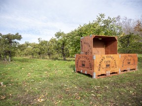 No one was picking apples from the orchard at Martin's Family Fruit Farm in Vienna on Tuesday. Forty of their fruit pickers have been  diagnosed with COVID-19 since Friday. Derek Ruttan/The London Free Press/Postmedia Network