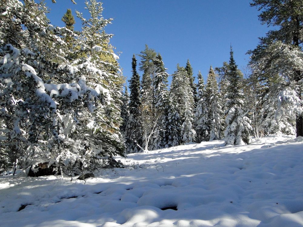 Where Is The Largest Boreal Forest In The World