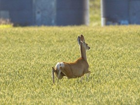 The Ministry of Natural Resources and Forestry will be conducting its annual Chronic Wasting Disease (CWD) surveillance program through the fall and winter of 2020, and is asking hunters to submit deer samples in an effort to detect and stop the potential spread of the disease. (File photo/Postmedia Network)