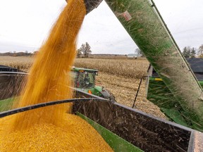 Corn is harvested near Parkhill on Oct. 29. Mike Hensen/The London Free Press/Postmedia Network