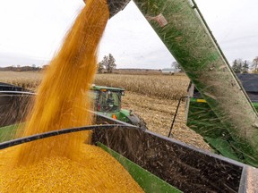 Corn is harvested near Parkhill on Oct. 29. 

Mike Hensen/The London Free Press/Postmedia Network