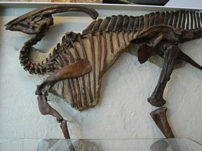 The skeleton of Parasaurolophus on display at the Royal Ontario Museum. Look closely for the signs of injury in its bones. Photo by missbossy, CC BY 2.0