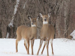 Huron OPP is reminding motorists to continue to watch out for deer on roadways when travelling. Based on OPP collision data, November and December are two of the months in the calendar year when drivers are most likely to encounter deer on the roadways. File photo/Postmedia Network