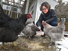 Margaret Fisher feeds her Orpington hens on March 3, 2016 in Edmonton. Fisher was part of the chicken pilot project in that city.