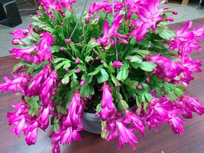 Christmas cactus (schlumbergera bridgessii) is a lovely plant with staying power, writes gardening expert John DeGroot, who notes that it’s probably a better choice than purchasing a poinsettia plant. John DeGroot photo