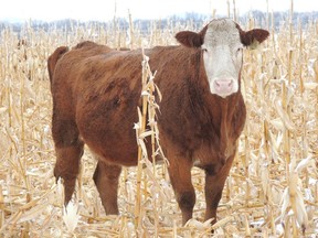 Cattle can be seen gazing in hay fields. (supplied photo)