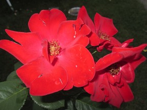 Shown is Sublimely Single red rose. Ted gives a plant food formula with baking soda for redder roses and greener leaves on rose bushes. (supplied photo)