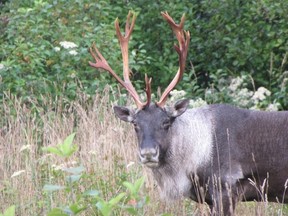 Caribou are a threatened species in Ontario. Courtesy Christian Schroeder