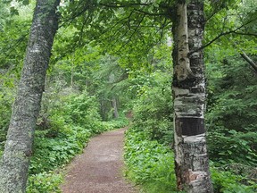 Cold Lake provincial park trail.