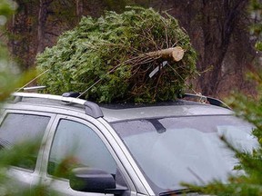 Oxford County OPP report a crash between a driver and a Christmas tree after the roof rack slid off a car and into oncoming traffic. (OPP)