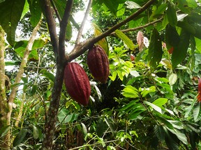 Cacao tree. Note the pods, and tiny flowers dangling from the trunk and branches. (supplied photo)