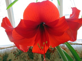 Bright and beautiful, an amaryllis is among the largest and most gorgeous of all flowering bulbs and so easy to grow. (Ted Meseyton)