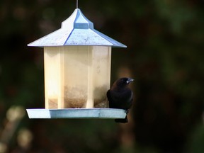 Christmas Bird Counts will be taking place in Norfolk County this weekend, but will be run differently than in years past to adhere to COVID-19 restrictions. (ASHLEY TAYLOR)