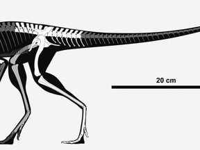The skeleton of Lagerpeton. It may not look much like a flying pterosaur, but there are similarities below the surface.