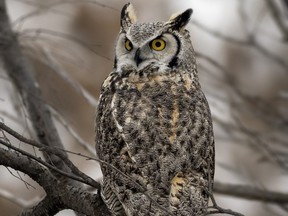 Great Horned Owl at the High River Christmas Bird Count that took place on Dec. 15.