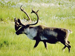 A Woodland caribou bull is shown in an undated handout photo. A U.S. environment group says satellite imagery proves a much lauded agreement between Canada's logging industry and environmental groups to protect boreal caribou habitat was a failure. THE CANADIAN PRESS/HO, CPAWS - Mike Bedell ORG XMIT: CPT117 ORG XMIT: POS1708091343038864 ORG XMIT: POS1708211325230576