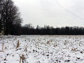 Several hundred people have signed petitions, a resident says, opposing residential development in southwest Petrolia. The planned 129-lot build would impact a 10-hectare significant woodlot. (Terry Bridge/The Observer)