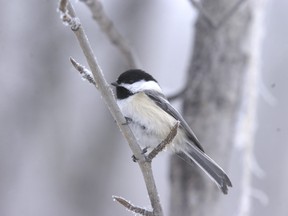 Chickadee numbers appear to be quite healthy as quite a number were seen during the annual Christmas Bird Count in both Grande Prairie and Beaverlodge this past weekend. 
RANDY VANDERVEEN