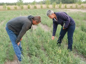 Pictured is Hawk Hills, Alberta farmer, Peter Bigler, with Nora Paulovich, Manager/Forage and Livestock Specialist with the North Peace Applied Research Association (NPARA) on Thursday, August 14, 2014 at the NPARA Research Farm during a morning tour. They're in a test plot where alfalfa and another legume, sainfoin, were seeded together for reduced incidents of bloats in cattle feeding on the mixture.