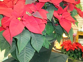 The poinsettia reigns supreme as the international Christmas flower! (Supplied photo)