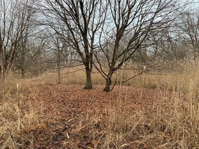 A pair of Norway maples at the Art Teasel Wildlife Refuge, Sarnia, are surrounded by phragmites, yet there is nothing growing beneath the trees. It calls into question what plant (or tree) is the 'bully' in nature. John DeGroot photo