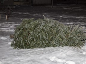 Aquatera will be collecting real Christmas trees curbside starting January 11, 2021 until January 29, 2021. 
RANDY VANDERVEEN
2020-12-29
RANDY VANDERVEEN
2020-12-29