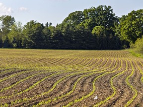 Crops are sprouting up on a farm near Wilsonville, Ontario in Norfolk County on Saturday May 30, 2020. Brian Thompson/Brantford Expositor/Postmedia Network