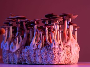 Cultivation of hallucinogenic mushrooms psilocybe cubensis