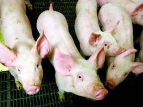 In the shorter term, Rabobank estimates Chinese pork production will be more than 10 percent higher next year - nearly four million metric tonnes - than in 2020, resulting in a 20 to 30 percent drop in pork imports