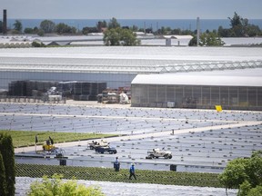 Migrant workers are shown doing outdoor farming in Leamington on June 18, 2020.