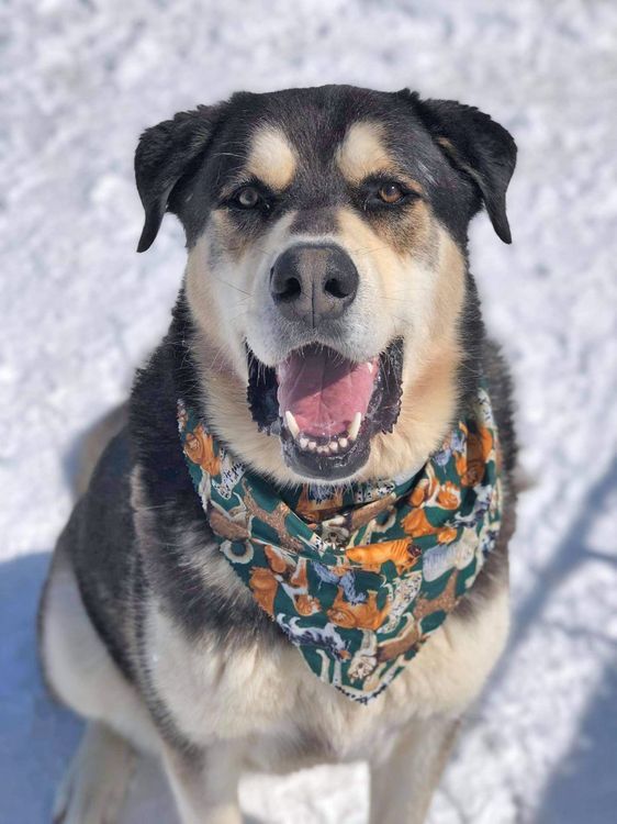 Puppy demand surges as people seek COVID comfort North Bay Nugget