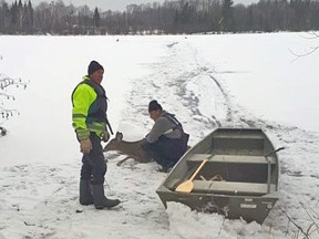 Three deer were rescued off Lake Nosbonsing Wednesday after spending a cold night on the lake. Dave Brown Photo