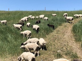 Sheep graze in an area of the Ottawa Valley Waste Recovery Centre landfill that has reached final contours and has been capped. After a successful pilot project in 2019, this natural method of vegetation management was used at the centre this summer to help maintain grasses and other vegetation. Submitted photo