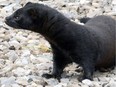 One of some 1,500 nursing mink mothers released from a farm near St. Marys is shown in this file photo.