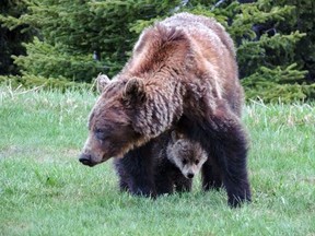 Pictured is the female grizzly bear protected by the closure. Her first litter of cubs were born in spring 2019 but did not survive the year. Parks Canada said this is not unusual as mortality rates for young-of-year grizzly cubs is high. Disturbing this denning bear threatens her survival and that of her potential cubs © Parks Canada / Gavin Hurd / 2019.