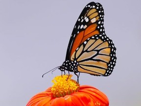 A monarch butterfly feeds upon a tithonia flower.