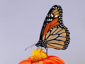 A monarch butterfly feeds upon a tithonia flower.