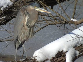 A heron perched on a log along the Grand River was among birds spotted in last year's Brantford Christmas bird hunt.