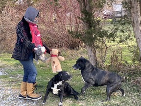 Handout/Chatham Daily News
Susie's dogs Doobie and Blaze enjoy the toys received from The Gift.