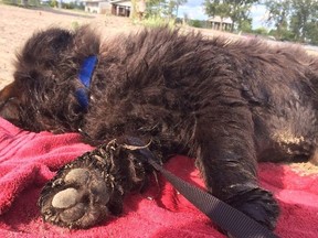 Panzer enjoying one of the steamy dog days of summer, 2020, on his towel at the beach in Iroquois. Photo on July 20, 2020, in Iroquois, Ont. Todd Hambleton/Cornwall Standard-Freeholder/Postmedia Network