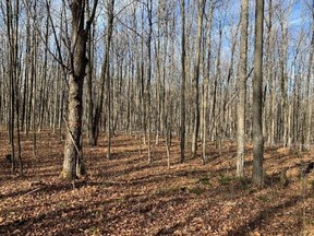 Handout Not For Resale
Dr. John Macaulay intends to donate 84 acres of wooded land to the United Counties of SDG. The forest (pictured) is located in Martintown. Handout/Cornwall Standard-Freeholder/Postmedia Network